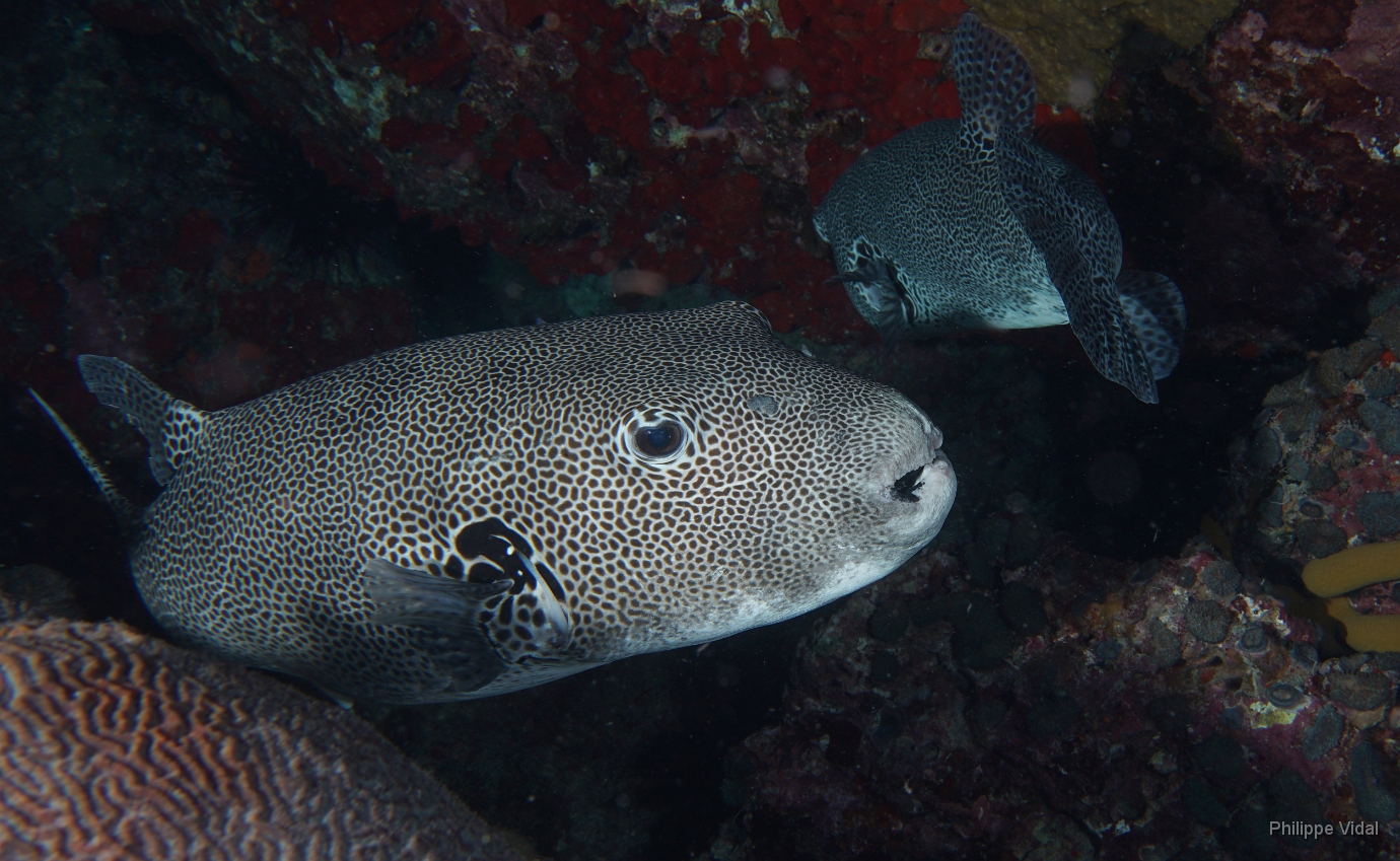 Birmanie - Mergui - 2018 - DSC02778 - Star puffer - poisson-ballon etoile - Arothron stellatus.JPG
